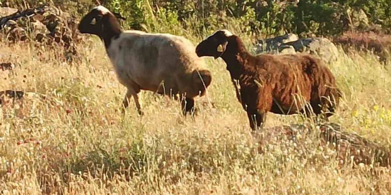 Kesime Giderken Kaçan Kurbanlık Koyunları Jandarma Buldu