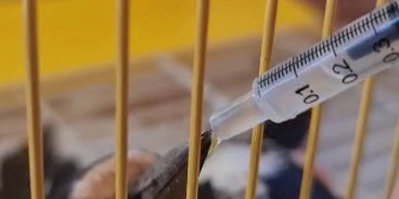 Yaralı Bulduğu Kaz Gölü Misafirini Tedavi Ettirdi