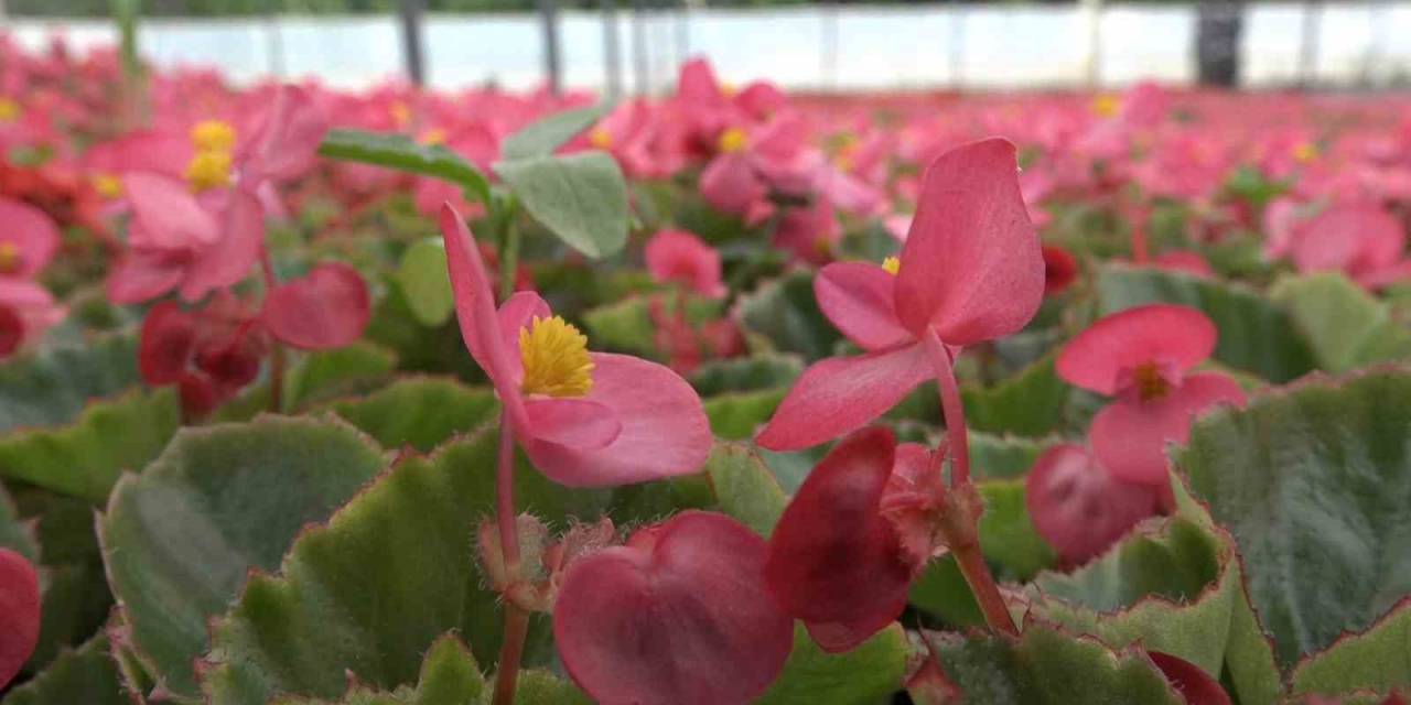 900 Rakımda Üretilen Süs Bitkileri Daha Uzun Ömürlü Oluyor