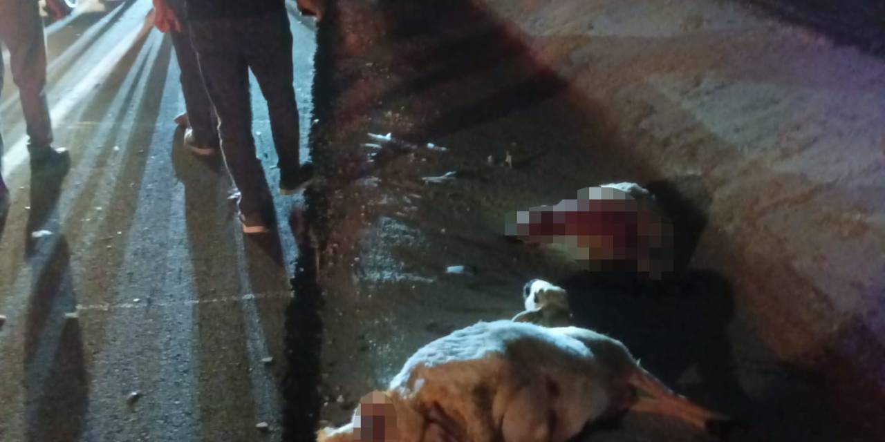 Otomobil Koyun Sürüsüne Çarptı: 2 Kişi Yaralandı