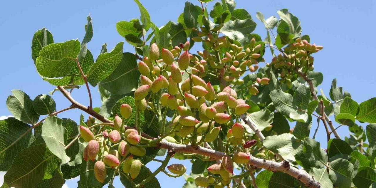 Siirt Fıstıkçılık Birimi Bin 500 Üzerinde Bahçe Denetledi: Hedef Verimi Arttırmak