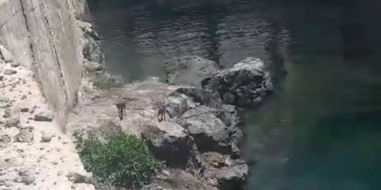 Karakaya Barajı Kıyısında Mahsur Kalan Dağ Keçileri Kurtarıldı
