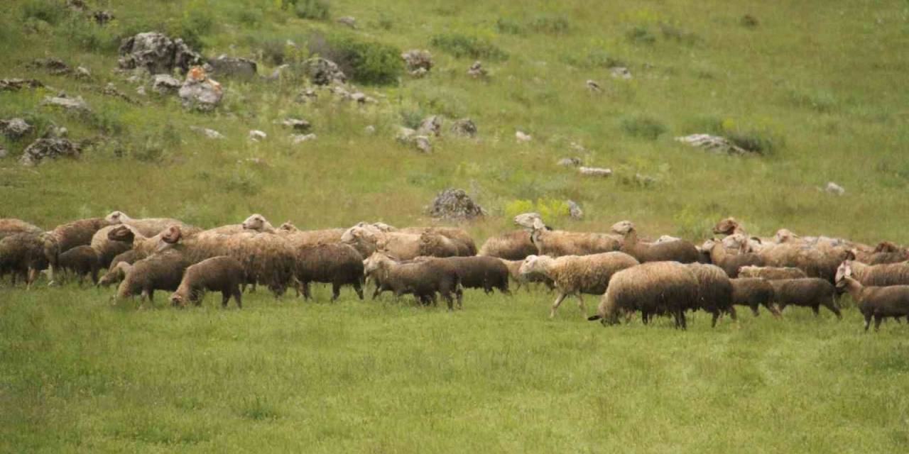 Gölcük Yaylasında 6 Yaşından Beri Hayvancılık Yapıyor
