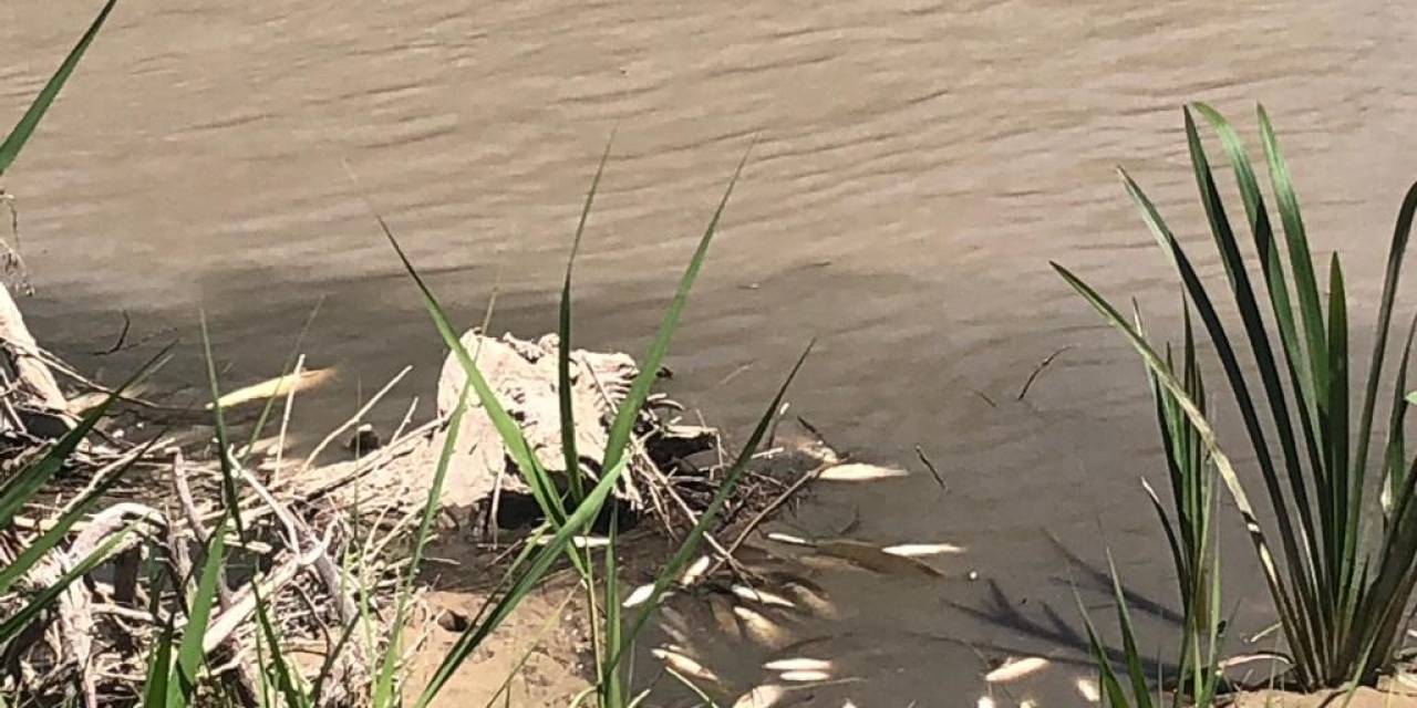 Hurman Çayı’nda Toplu Balık Ölümleri Vatandaşları Endişelendirdi