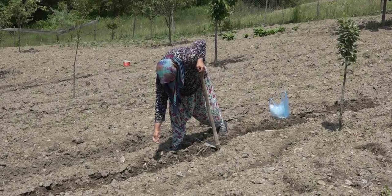 Havaların Geç Isınması Fide Ekimini Geciktirdi