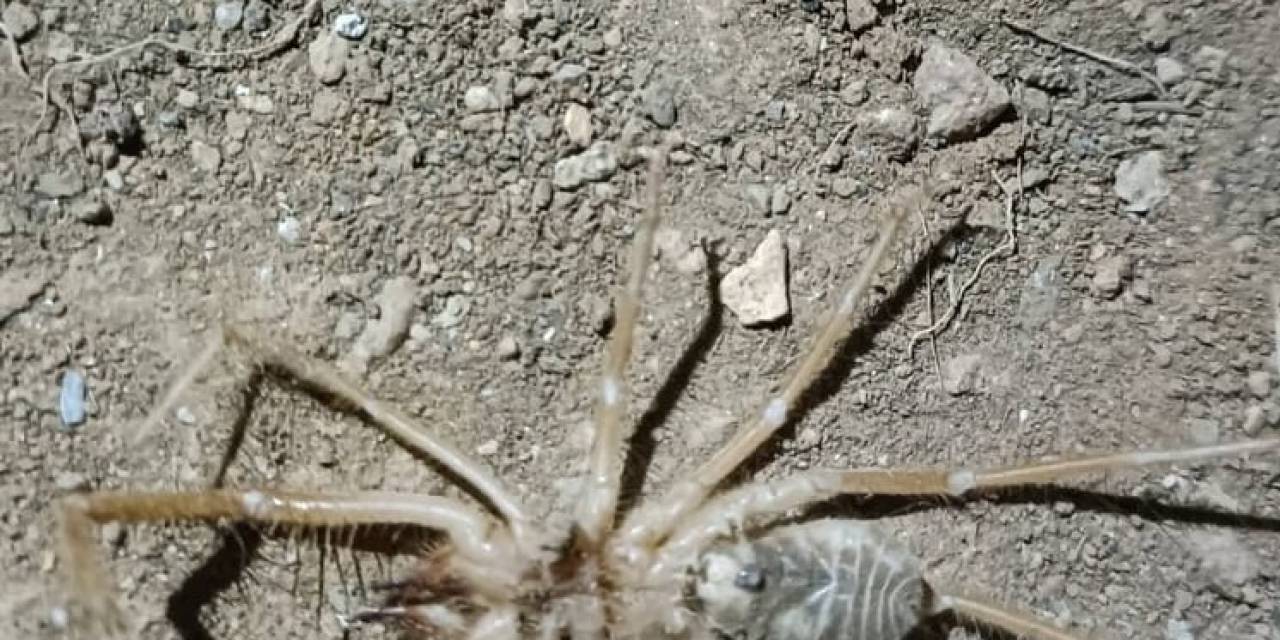 Elazığ’da Et Yiyen ’sarıkız Örümceği’ Görüldü
