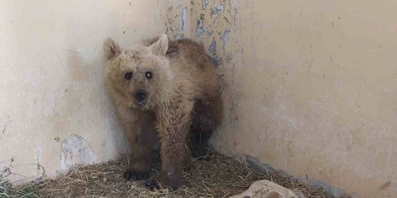 Van’da Tedavi Altına Alınan Boz Ayı Sağlığına Kavuşuyor