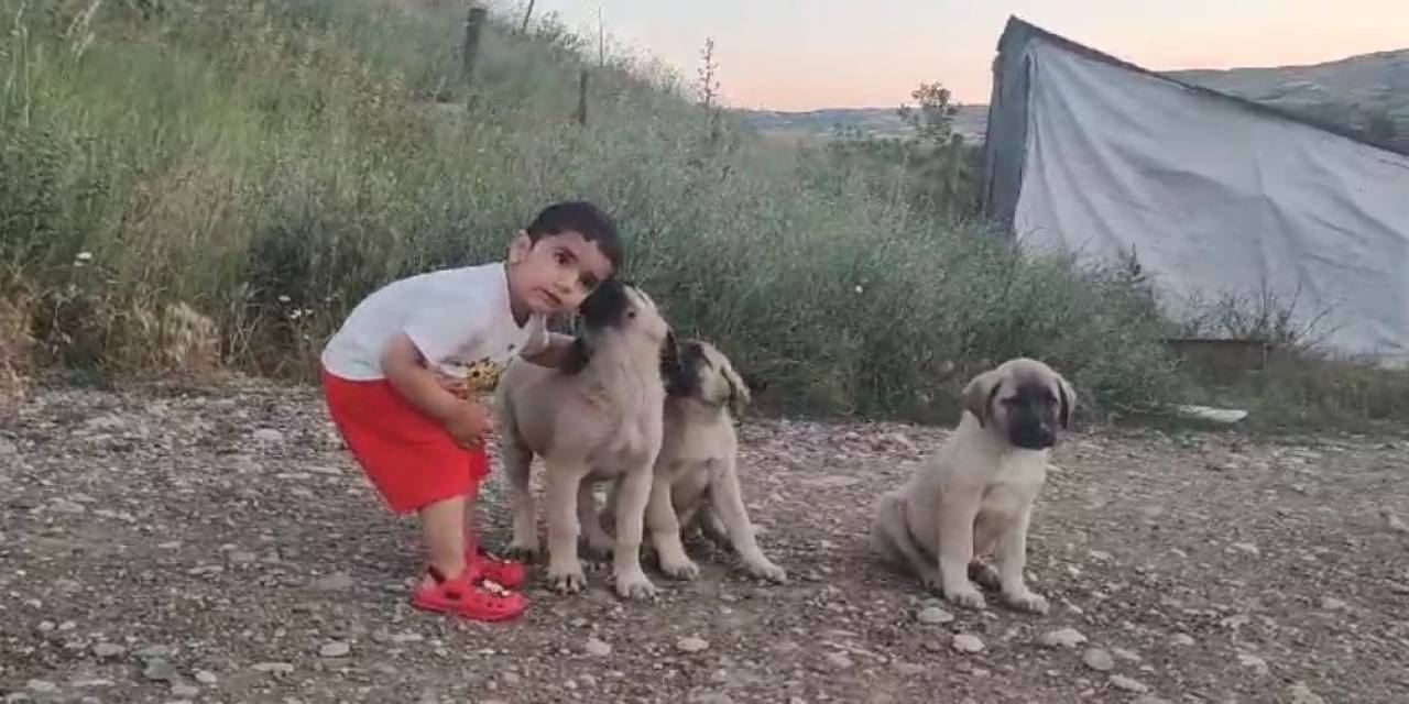 Yaşı Küçük Hayvan Sevgisi Büyük