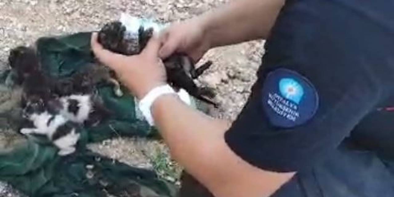Dumandan Etkilenen Yavru Kediyi Kalp Masajı Ve Suni Teneffüsle Hayata Döndürdü
