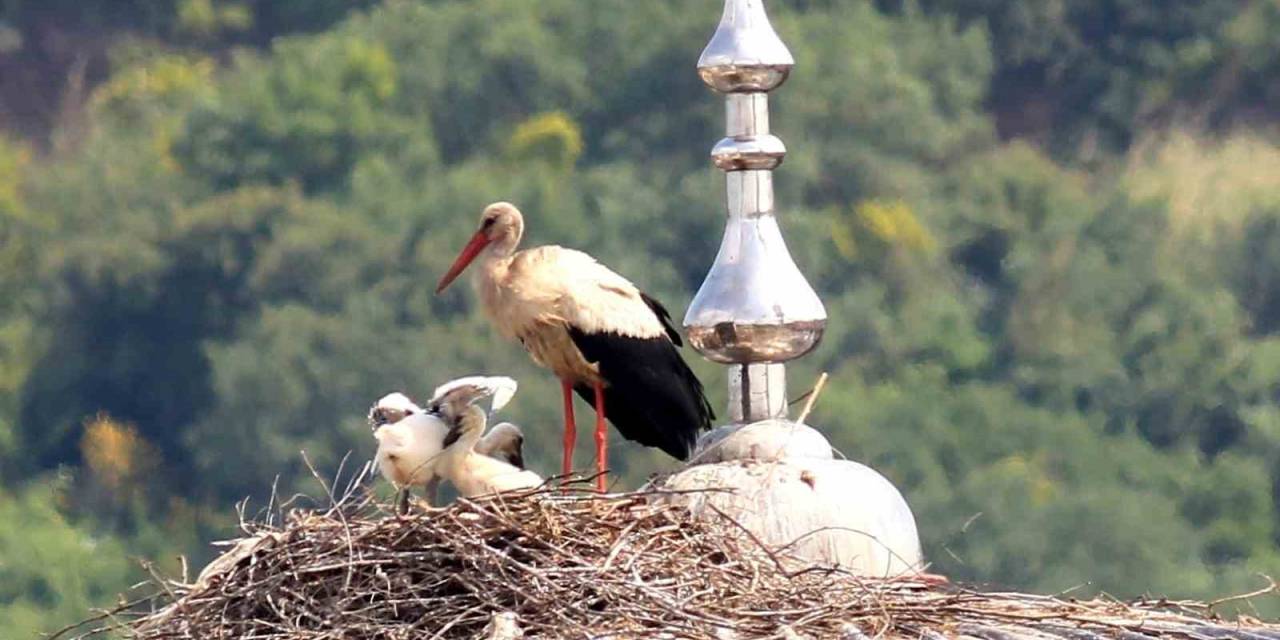 Cami Kubbesindeki Yavru Leylekler İlk Kez Görüntülendi