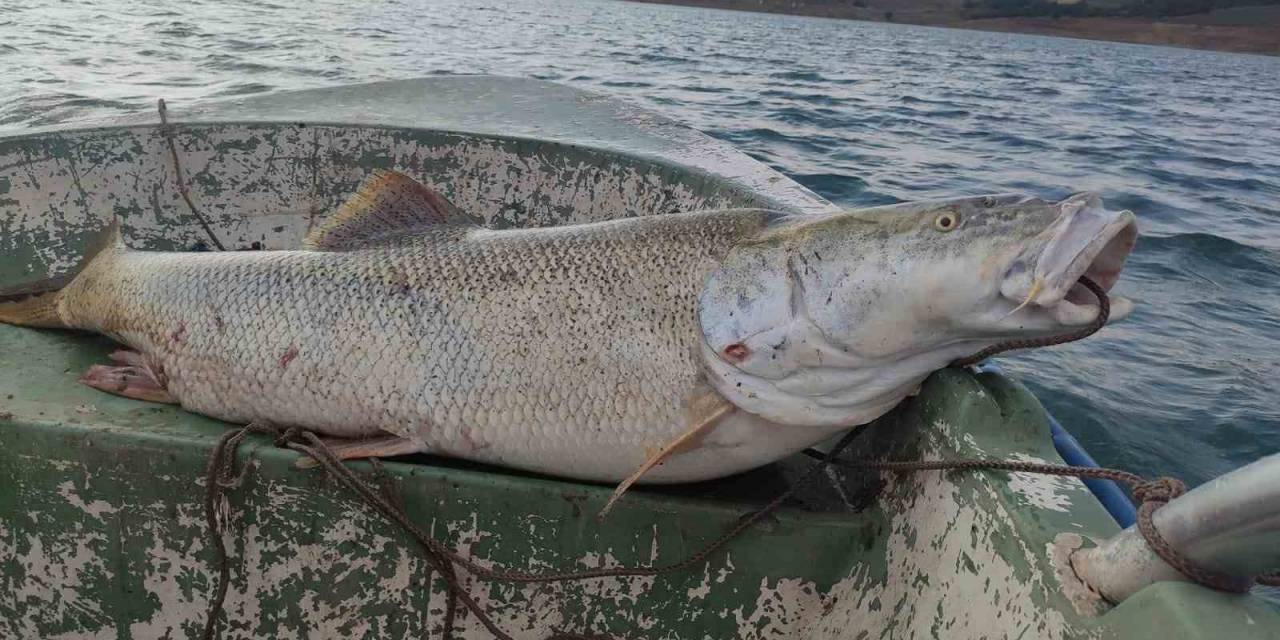 Fırat Nehri’nde 30 Kiloluk Turna Balığı Oltaya Takıldı