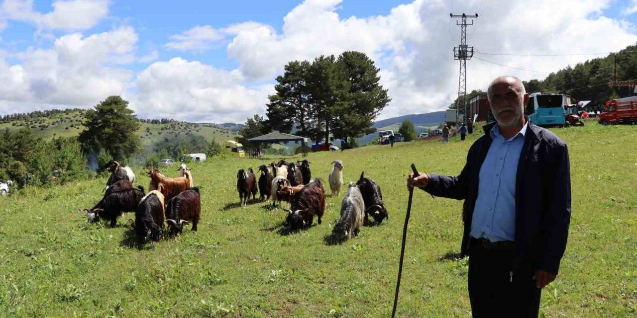 Şirankes Festivalinde Keçilerin Müzik Keyfi