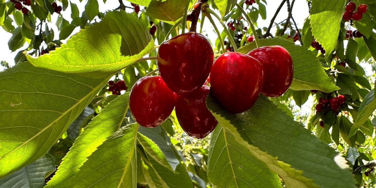 Üreticiler İle Tüccarlar Fiyatta Anlaşamazsa Kiraz Dalında Kalacak