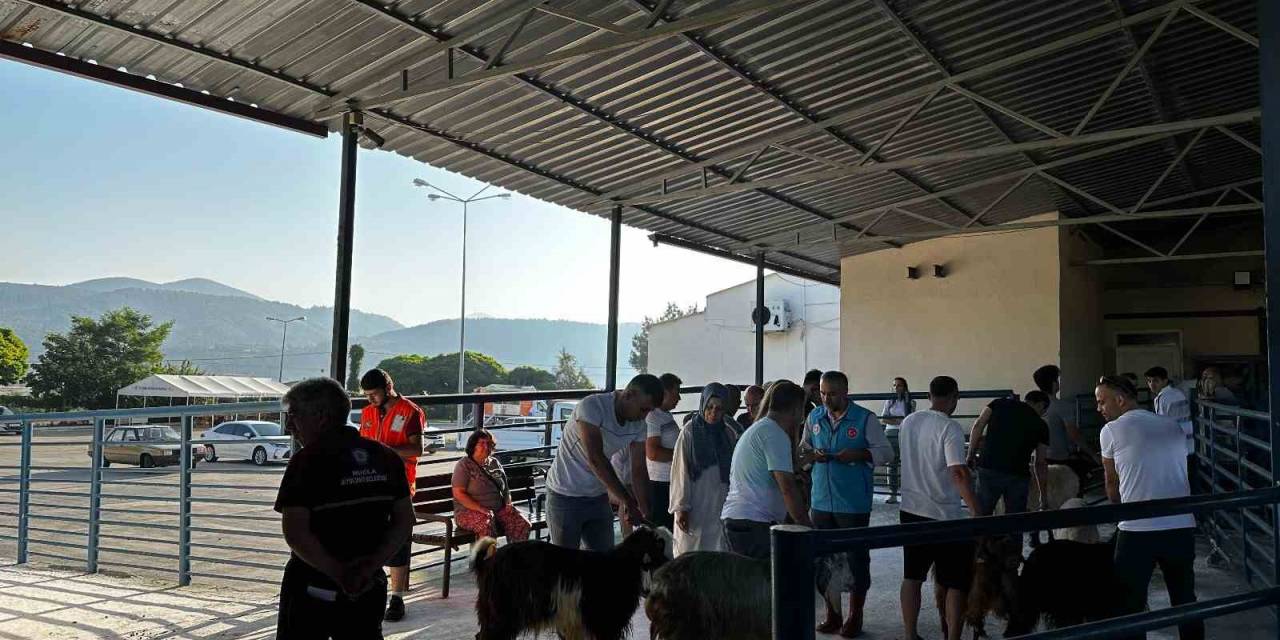 Muğla’da Kurban Kesim Oranları Arttı