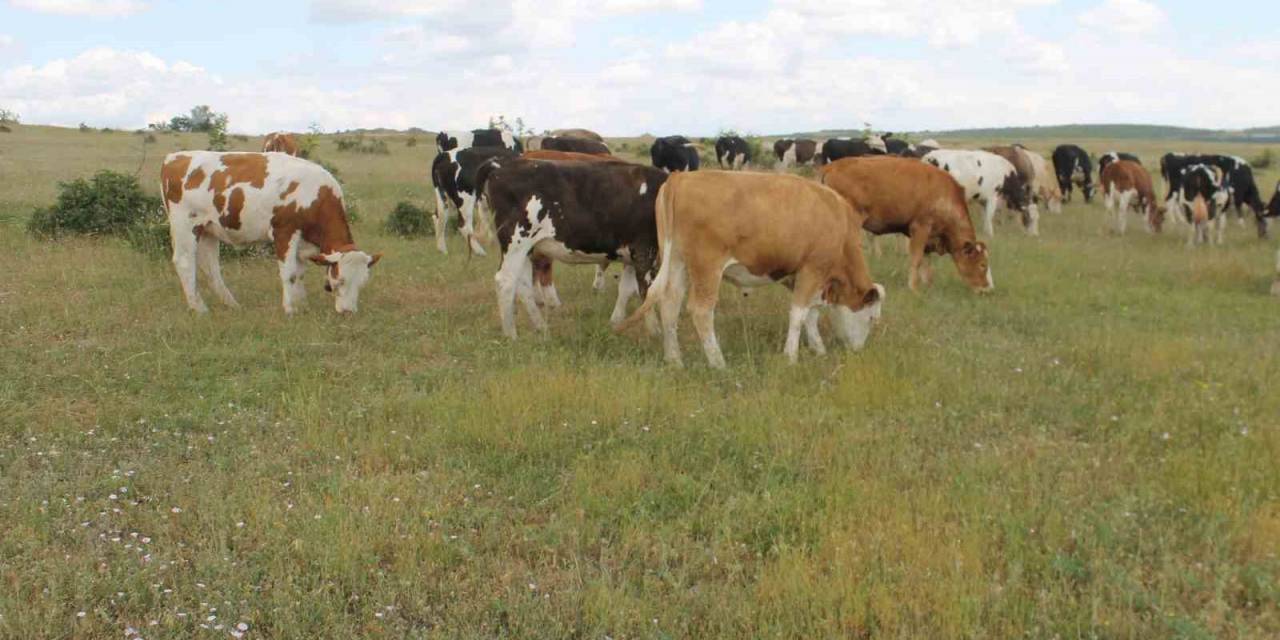 Türkiye’de Mera Verimliliği Açısından En Önemli Bölgelerden Biri Kırklareli