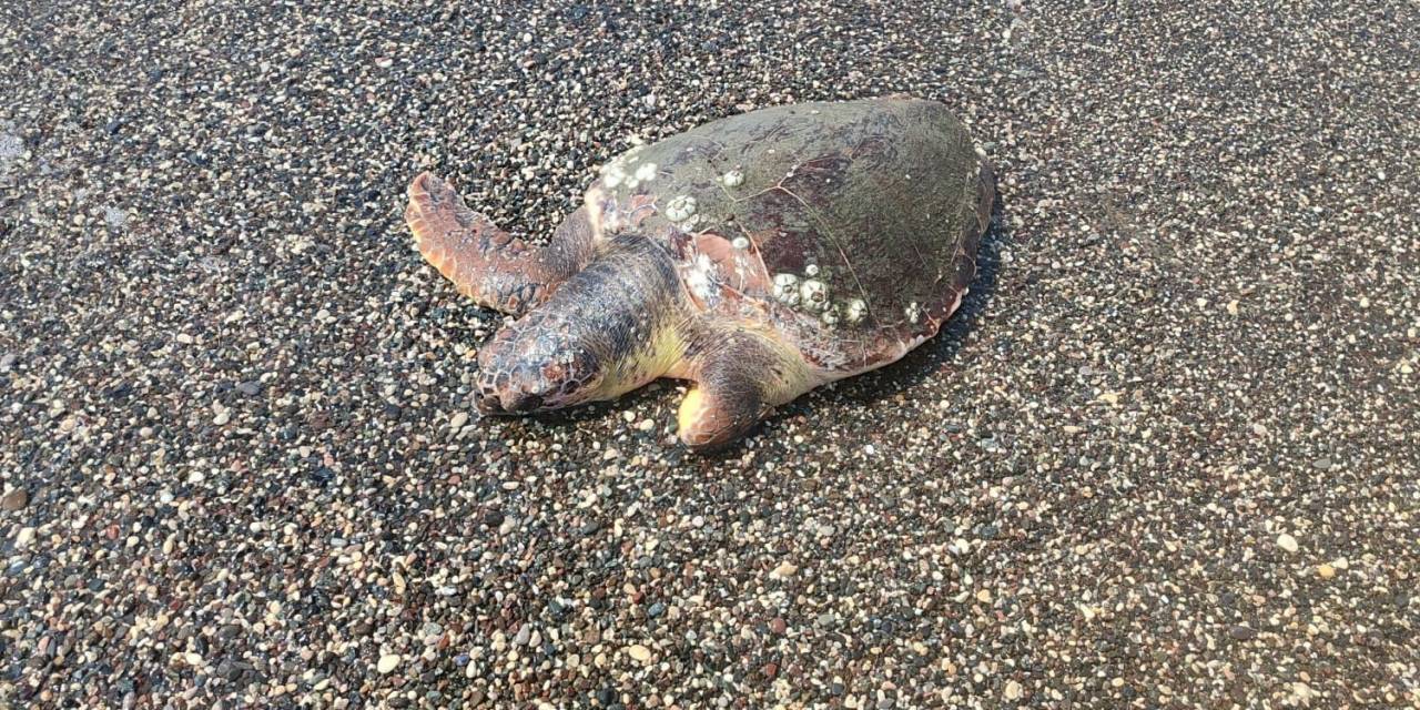 Ölü Caretta Caretta Sahile Vurdu