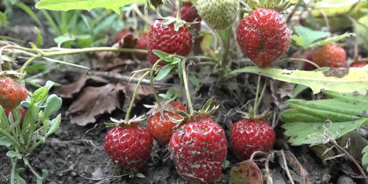 Bursa’da Çilek Üreticisine Şok...geçen Yıl 18 Liraydı, Bu Yıl 5 Lira