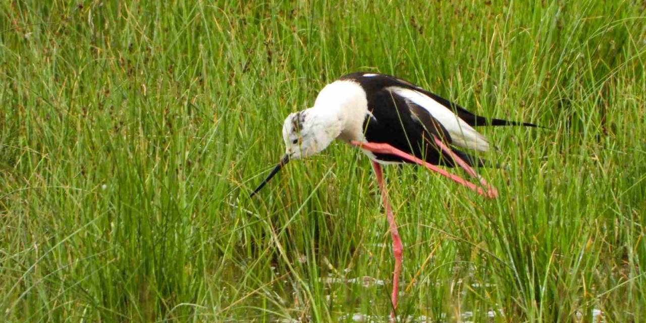 Kuşlar Doğal Yaşamlarında Görüntülendi
