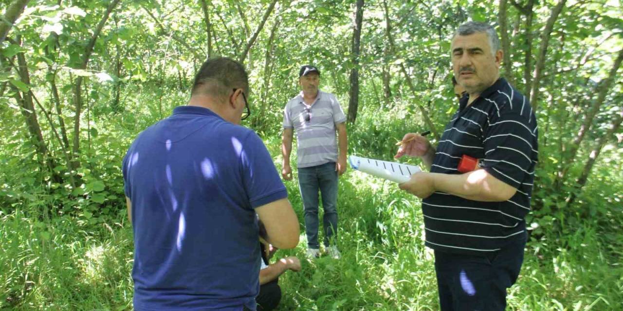 Trabzon’da Fındıkta Rekolte Tespit Çalışmaları Başladı