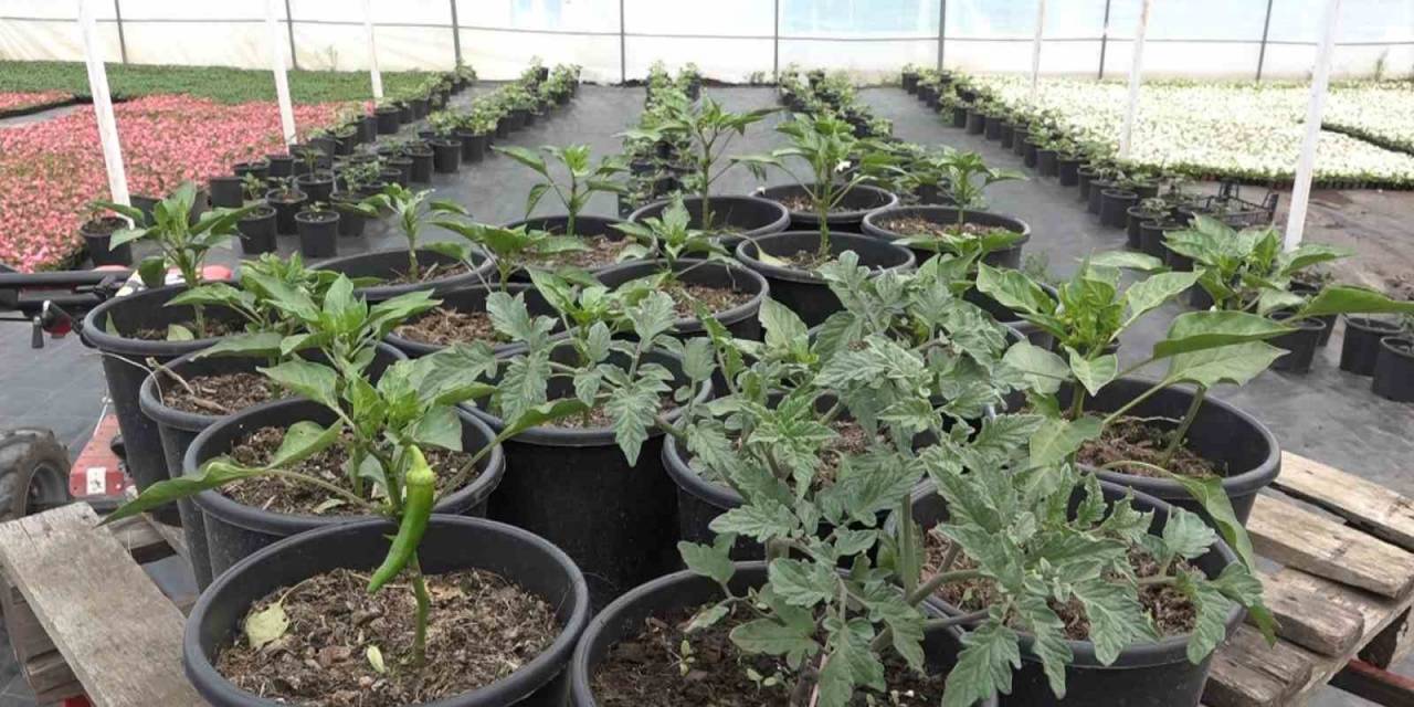 Topraksız Tarımla Birlikte Yüzde 50 Verim Elde Ediliyor