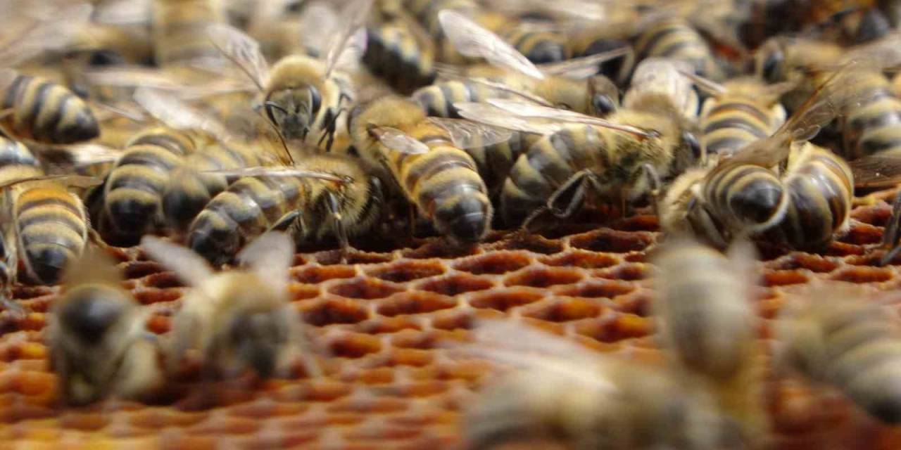 Arıcılar Tedirgin: Sağanak Yağışlar Bal Verimini Olumsuz Etkiliyor