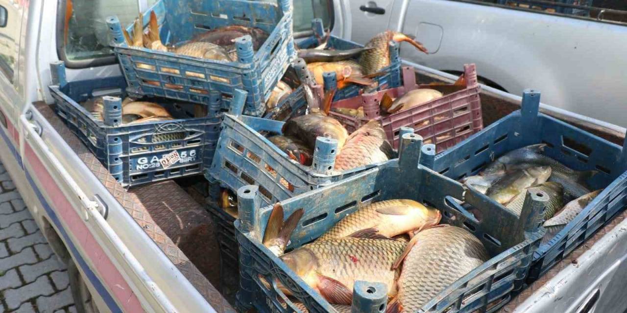 Elazığ’da İlk 6 Ayda, 10 Ton Kaçak Balık Ele Geçirildi