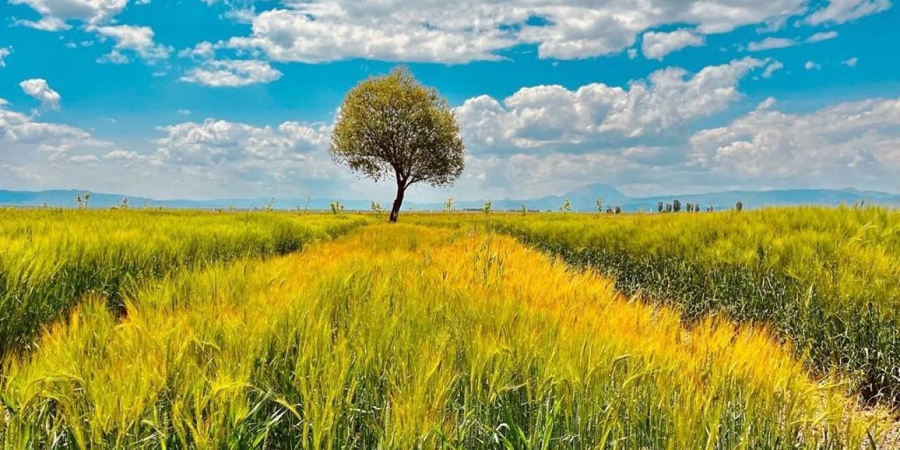 Ağrı’da Yeşilin Tonları Göz Kamaştırdı