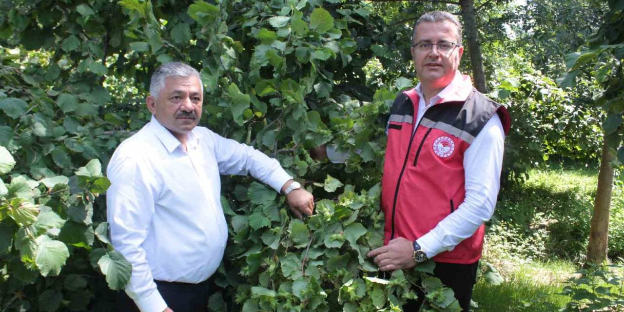 Fındıkta Rekolte Tespit Çalışmaları Başladı