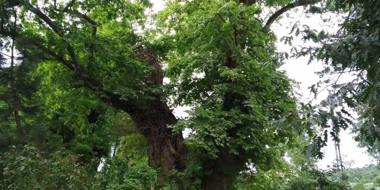 Asırlık Çınarların Koruma Altına Alınması Talebi