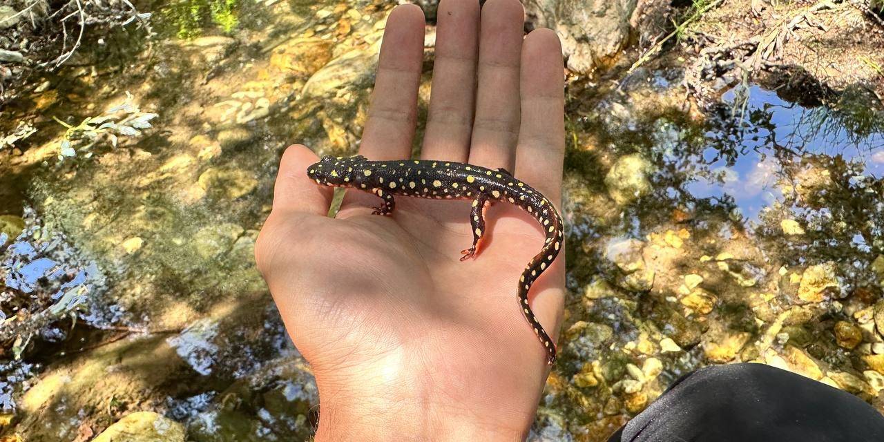 Yüksekova’da Benekli Semender Görüntülendi