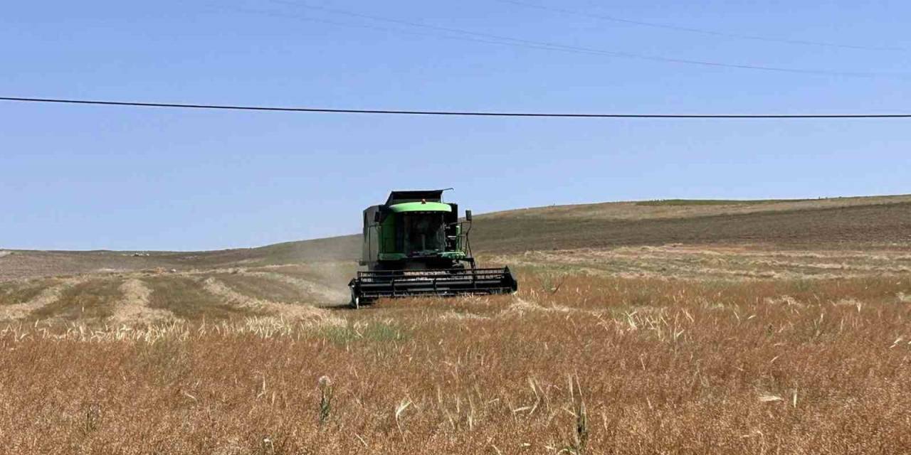 Kulu’da Deneme Amaçlı Ekilen Ketencik Hasadına Başlandı