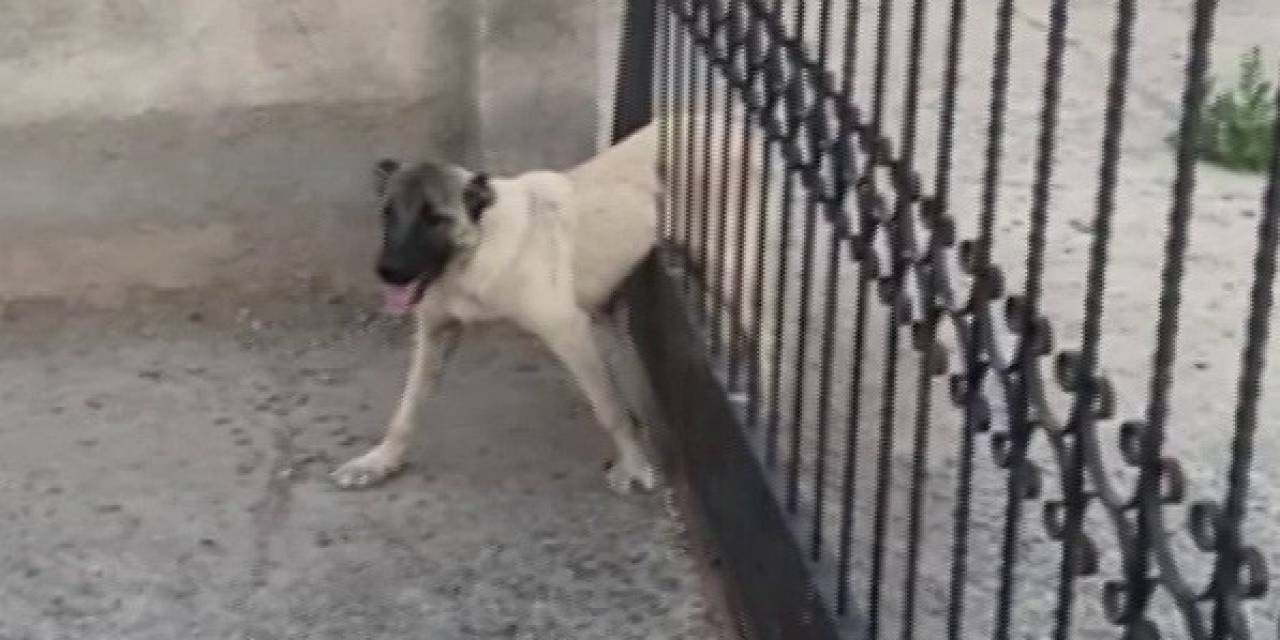 Sivas’ta Demir Kapının Parmaklıklarına Sıkışan Köpek Böyle Kurtarıldı