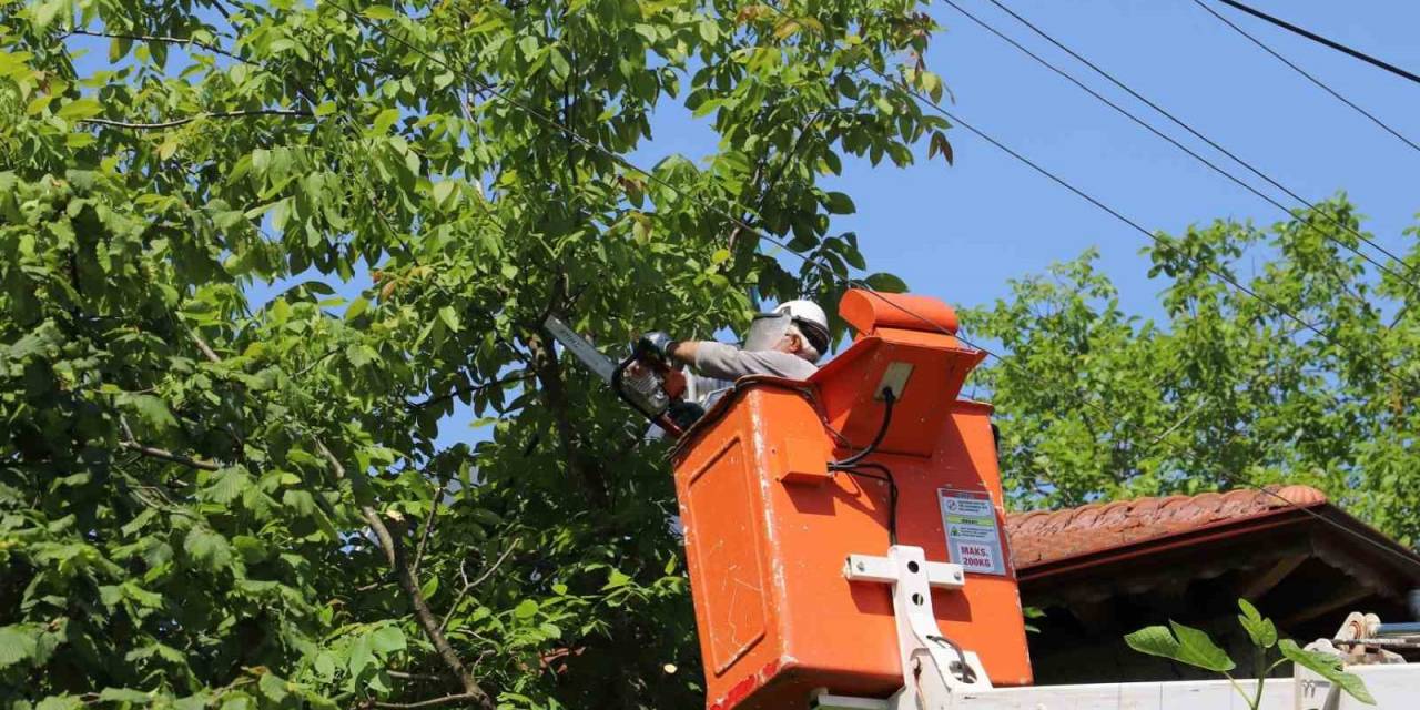 İletkenlere Temas Eden Ağaçlar Budanıyor