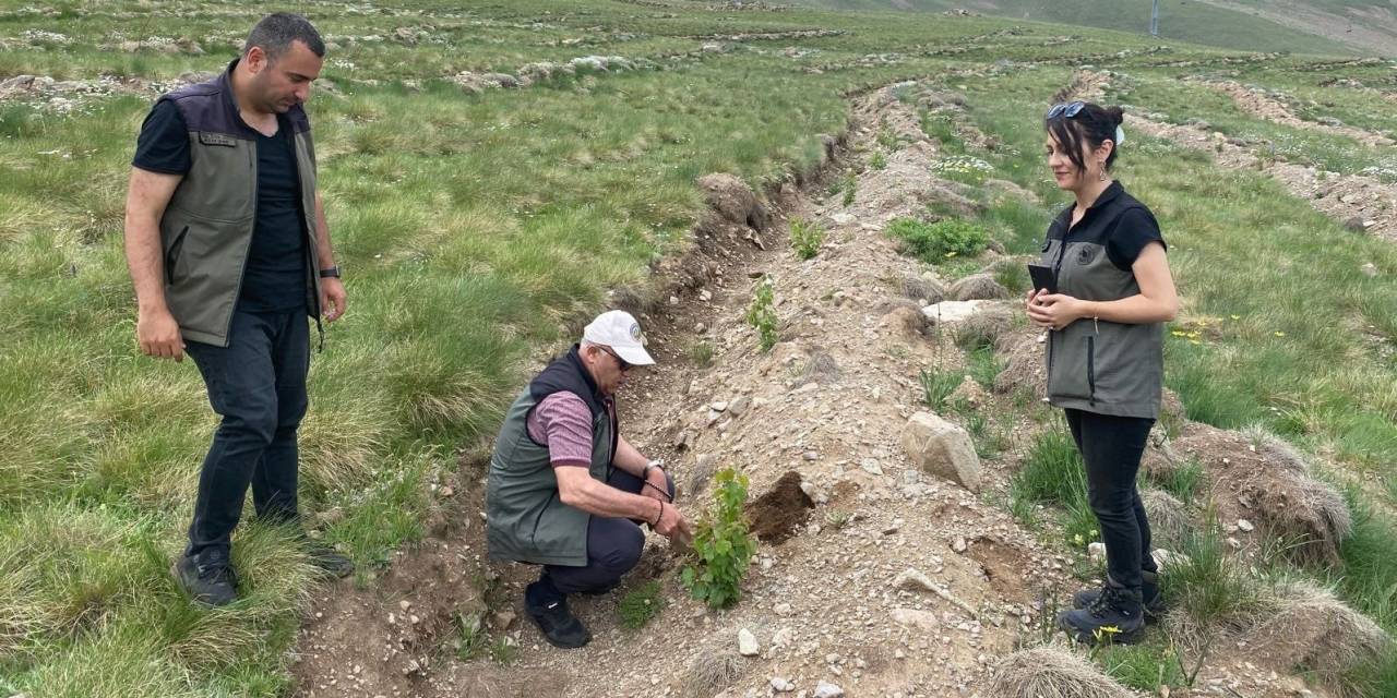 Konaklı’ya 43 Bin Ağaç Dikildi