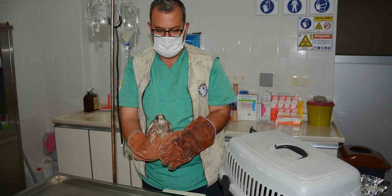 Bitkin Olarak Bulunan Kerkenez Tarsus Doğa Parkında Koruma Altına Alındı