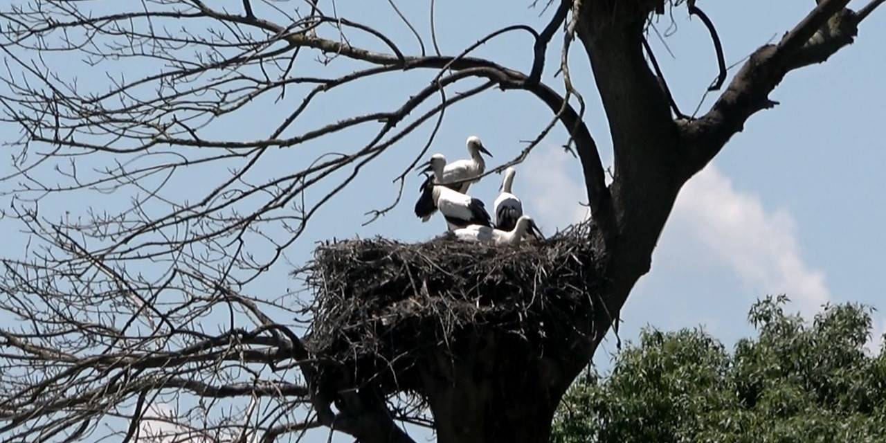 Leylek Yavruları Uçmaya Hazır