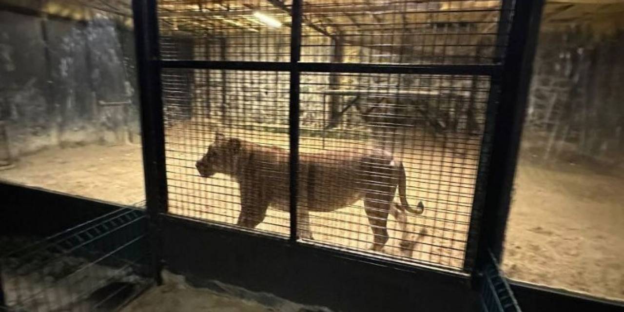 Beykoz’da Ormanda ‘aslan Avı’