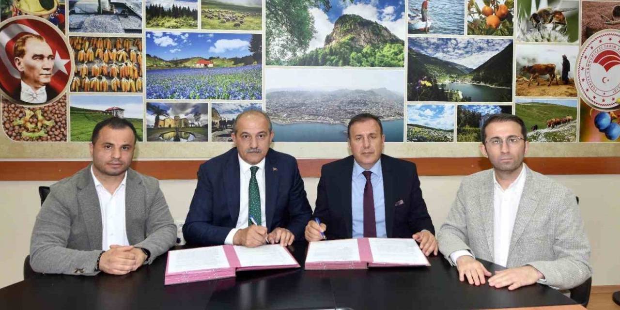 Trabzon’da 400 Dönümlük Alanda İsabella Üzümü Üretimine Destek Verilecek