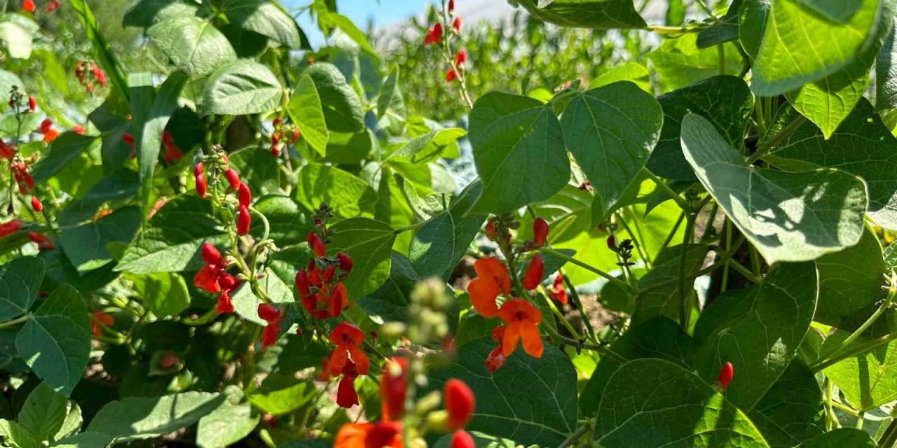 Saray Fasulyesi Islah Çalışmaları Sonuç Verdi