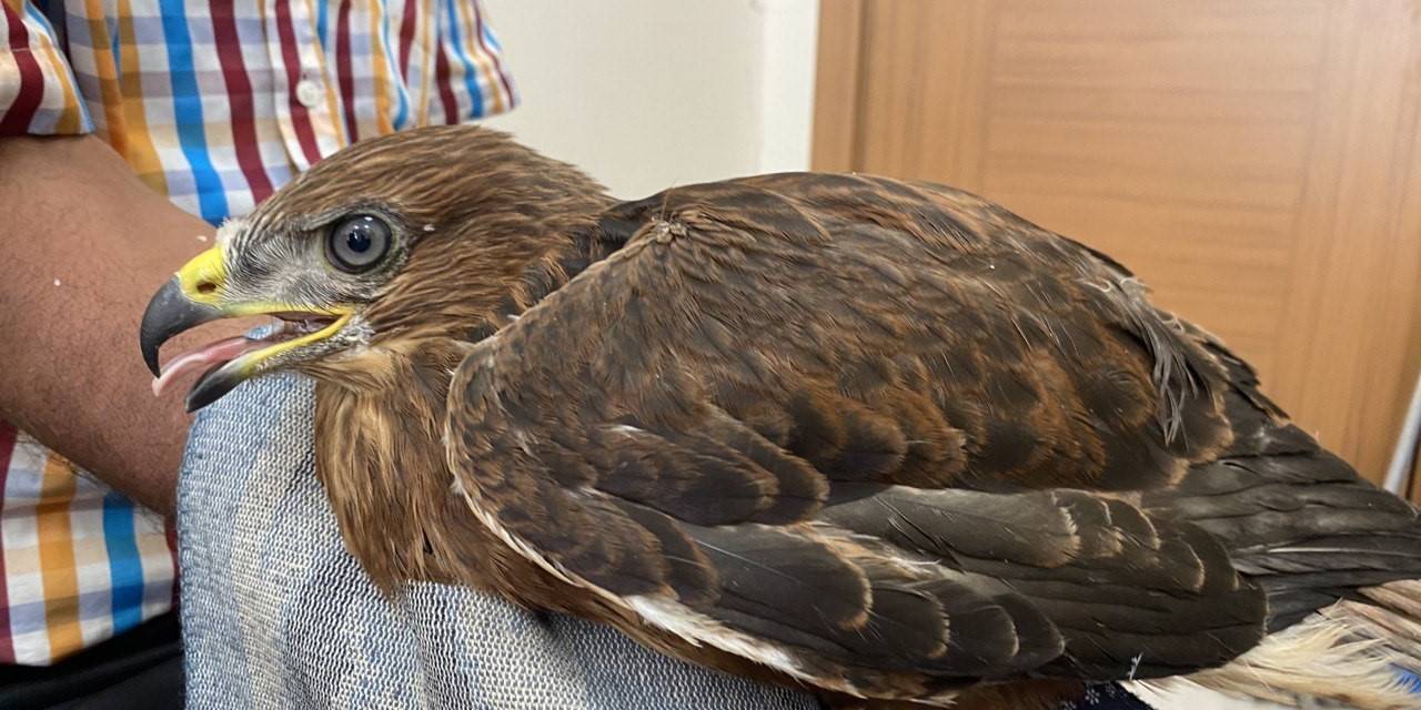 Yaralı Şahin Tedavi Altına Alındı