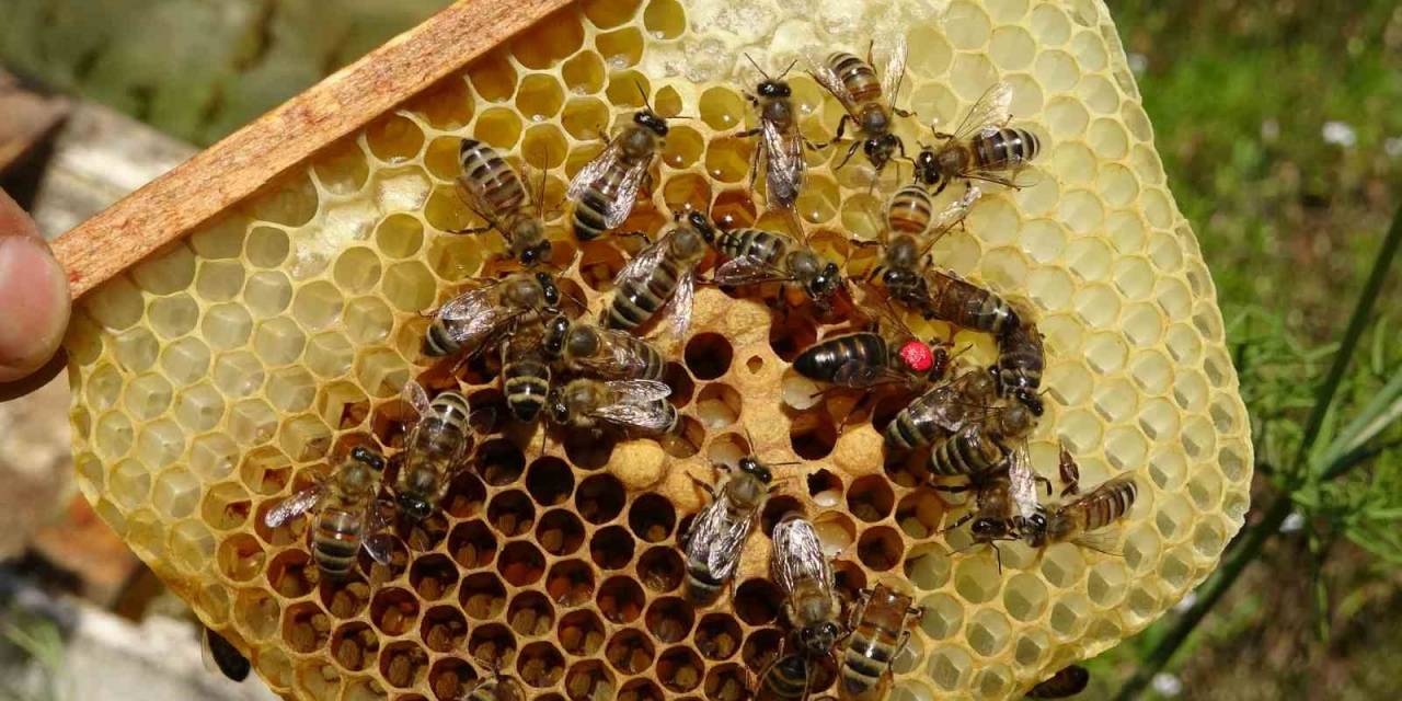 Arıların Kraliçesi: 200 Tl’den Satılıyor