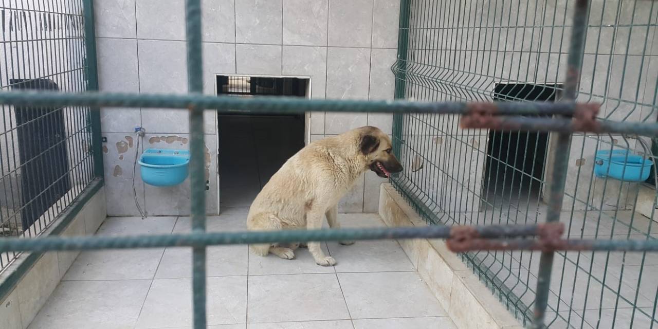 Bursa’da Köpeğin Saldırdığı Çocuk Yaralandı