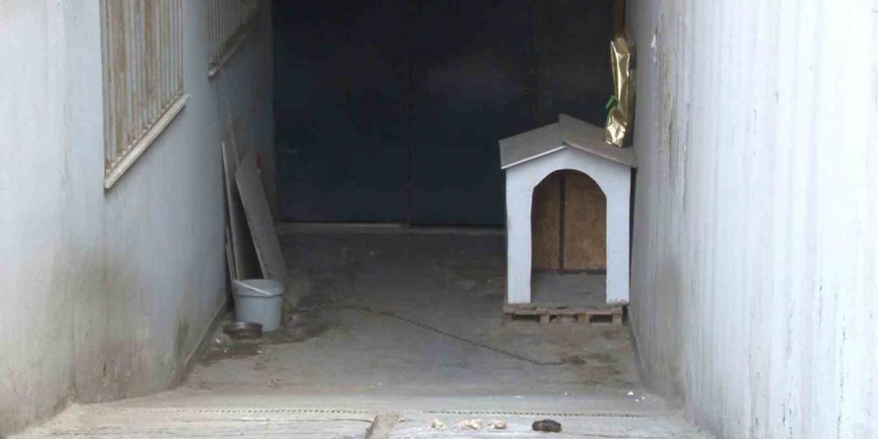 Ataşehir’de Köpeğin Saldırdığı Kadın Ağır Yaralandı
