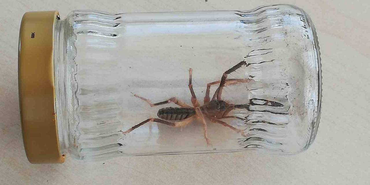 Sungurlu’da “sarıkız” Örümceği Paniği