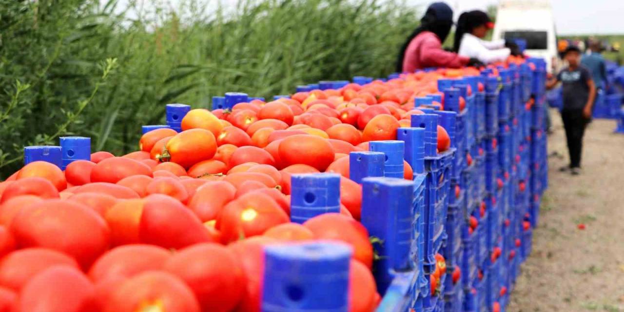 Turfanda Domateste Hasat Sürüyor, 115 Bin Ton Rekolte Bekleniyor