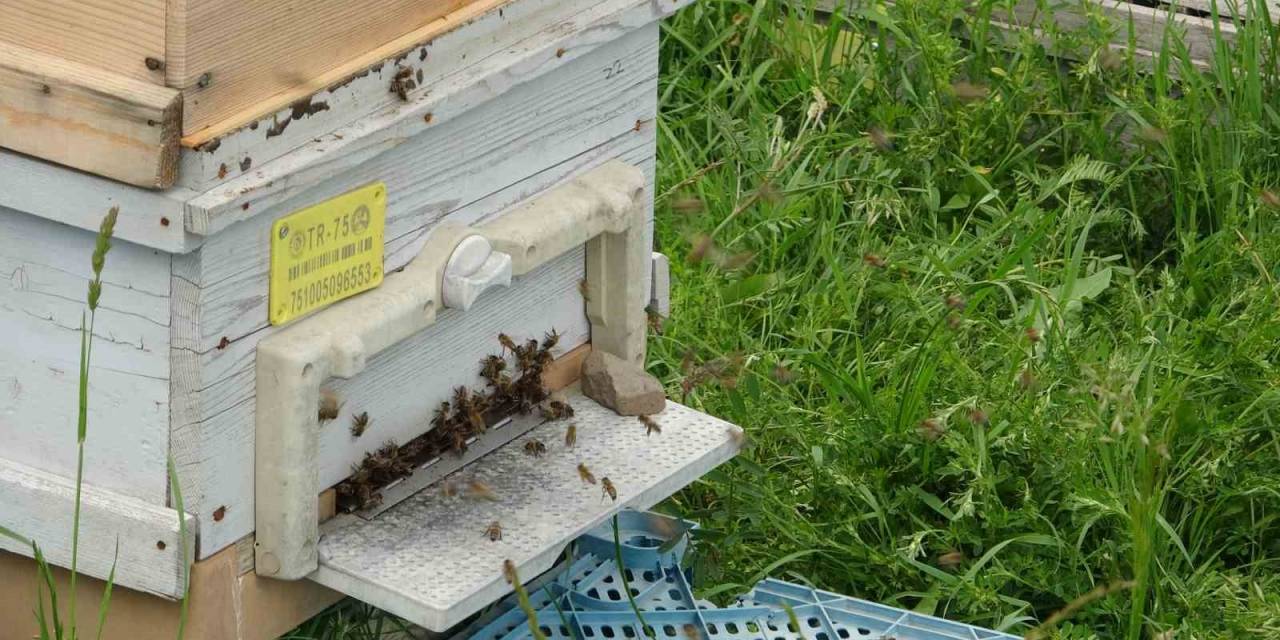 Ardahan’da Kaçak Arıcılıkla Mücadele