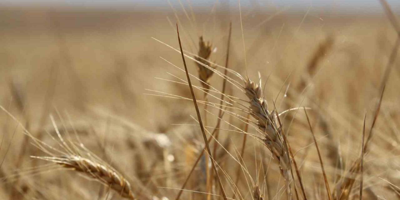 İç Anadolu’daki Hasatta Kuraklık İzleri