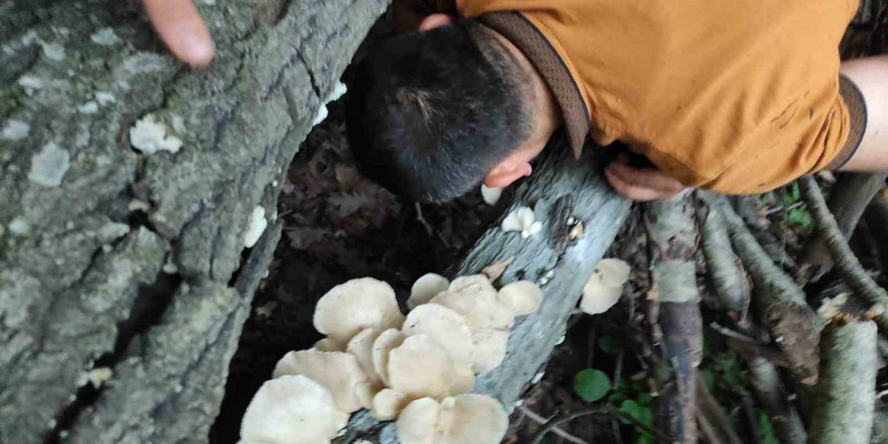 Amanoslar’da Bereket: Ağaçları Mantarlar Kapladı