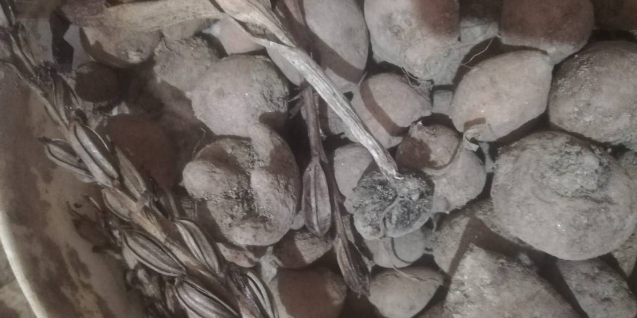 Salep Dede Bu Yılki Hasadı Bitirdi