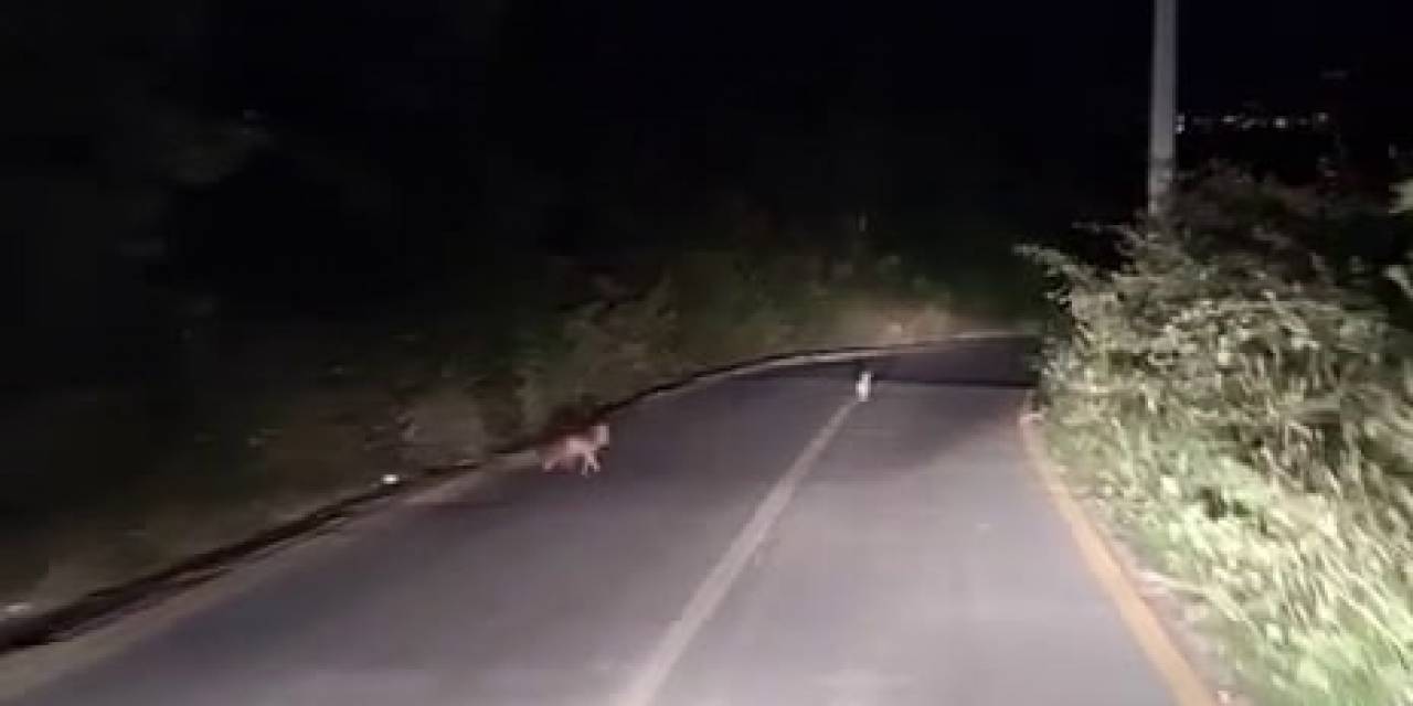 Kovaladıkları Tavşanı Tilkiye Kaptırıyorlardı